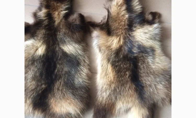 Шкуры мех енота - фото № 19