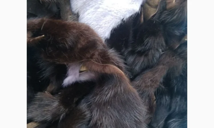 Продам хвосты норки, ченобурки, песца, блюфроста, куницы, енота, лис - фото № 1