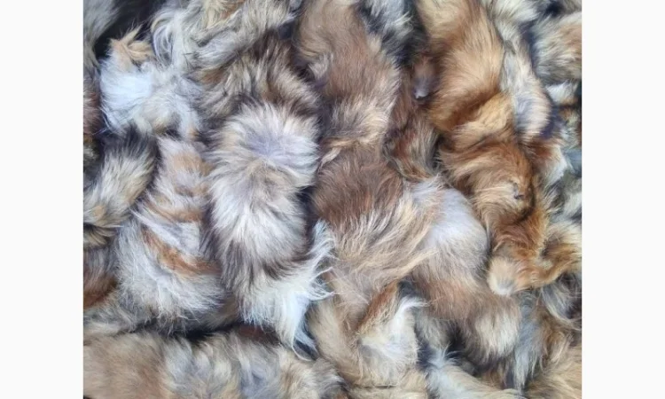Продам хвосты норки, ченобурки, песца, блюфроста, куницы, енота, лис - фото № 11
