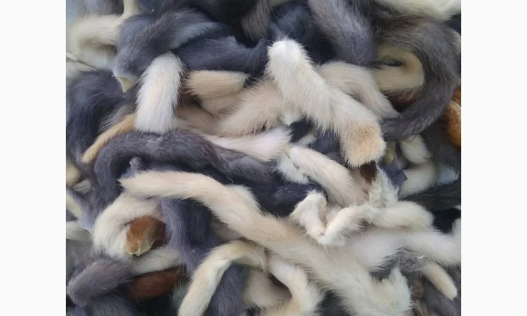 Продам хвосты норки, ченобурки, песца, блюфроста, куницы, енота, лис - фото № 12
