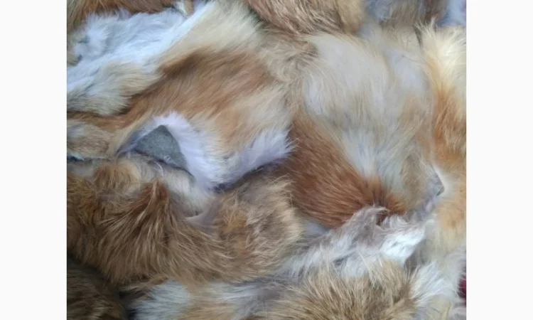 Продам хвосты норки, ченобурки, песца, блюфроста, куницы, енота, лис - фото № 2