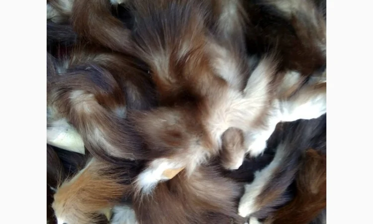 Продам хвосты норки, ченобурки, песца, блюфроста, куницы, енота, лис - фото № 3