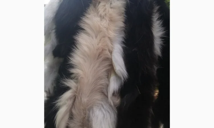 Продам хвосты норки, ченобурки, песца, блюфроста, куницы, енота, лис - фото № 5