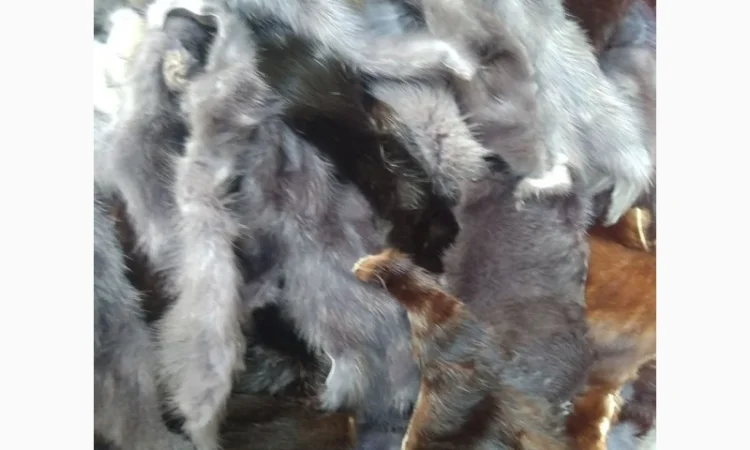 Продам хвосты норки, ченобурки, песца, блюфроста, куницы, енота, лис - фото № 7