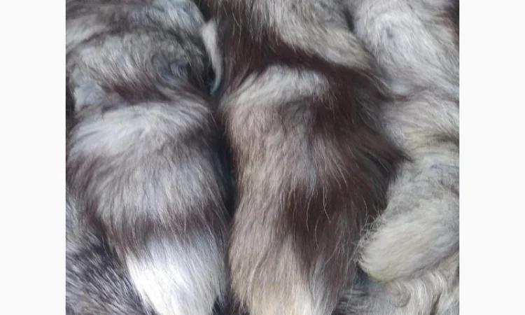 Продам хвосты норки, ченобурки, песца, блюфроста, куницы, енота, лис - фото № 8