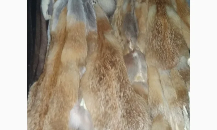 Продам хвосты норки, ченобурки, песца, блюфроста, куницы, енота, лис - фото № 9