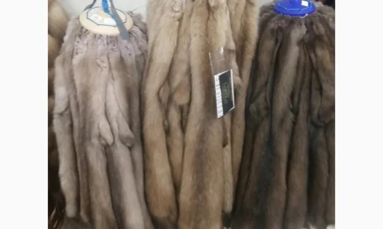 Продаю мех шкурки соболя баргизинского, тортор, золотого вычиненные, шубные наборы - фото № 1