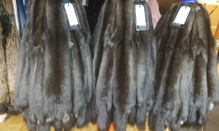 Продаю мех шкурки соболя баргизинского, тортор, золотого вычиненные, шубные наборы - фото № 2