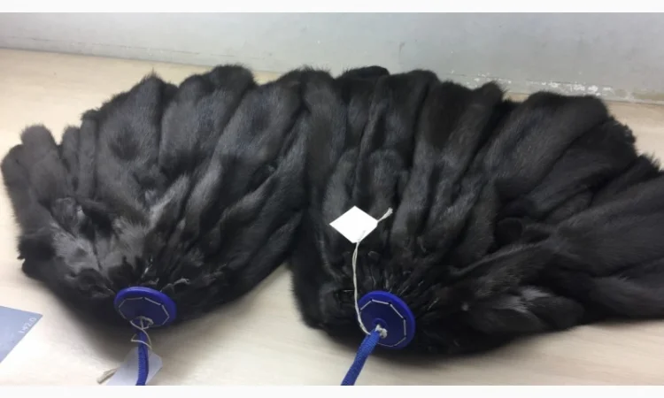 Шкуры мех соболя темно-коричневого - фото № 1