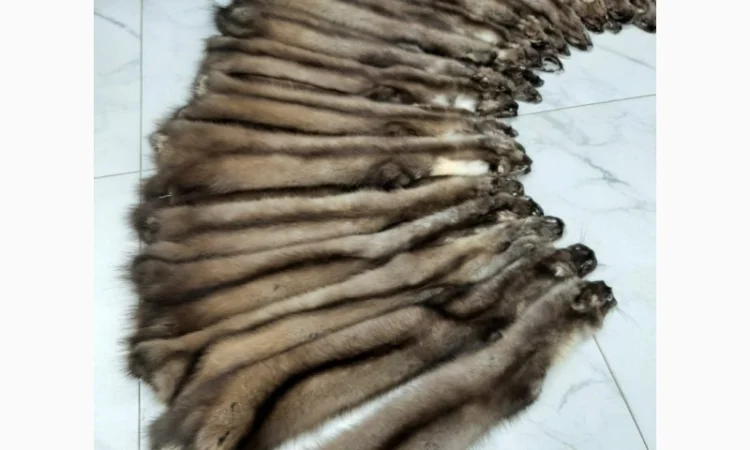 Куплю шкурки куниці - фото № 1