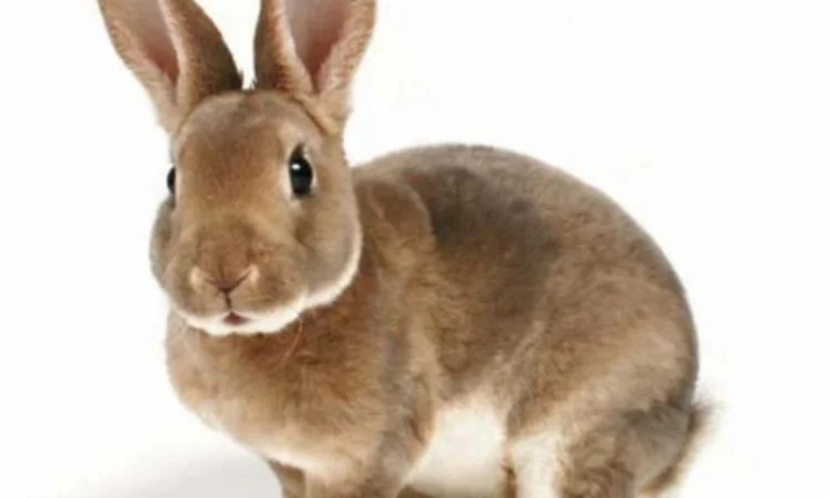 Куплю шкурку кроля - фото № 1