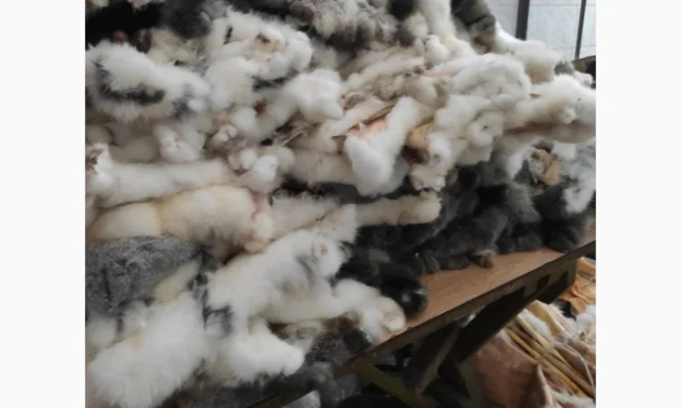 Куплю кролячу шкурку - фото № 1