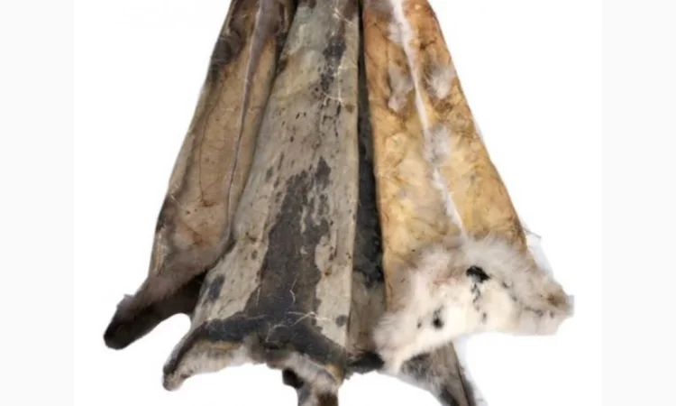 Куплю шкіри кроля - фото № 1