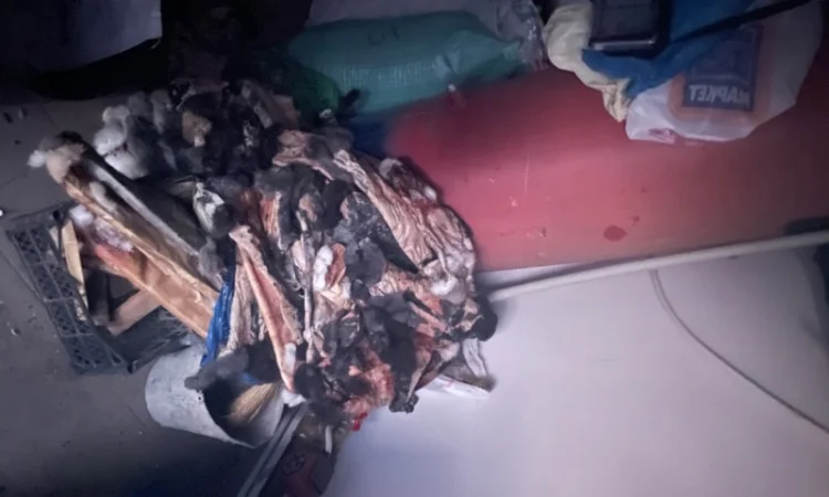 Куплю шкіри кроля - фото № 3