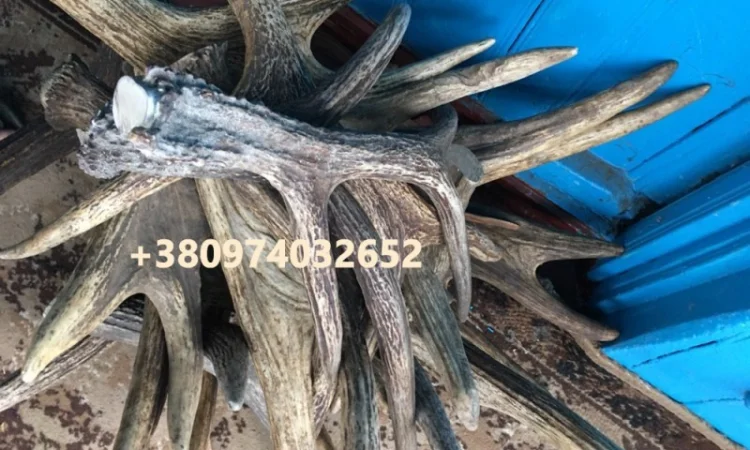 Куплю рога лося - фото № 2