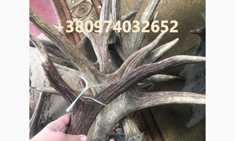 Куплю рога лося - фото № 3