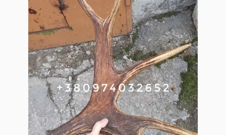 Куплю рога лося - фото № 1