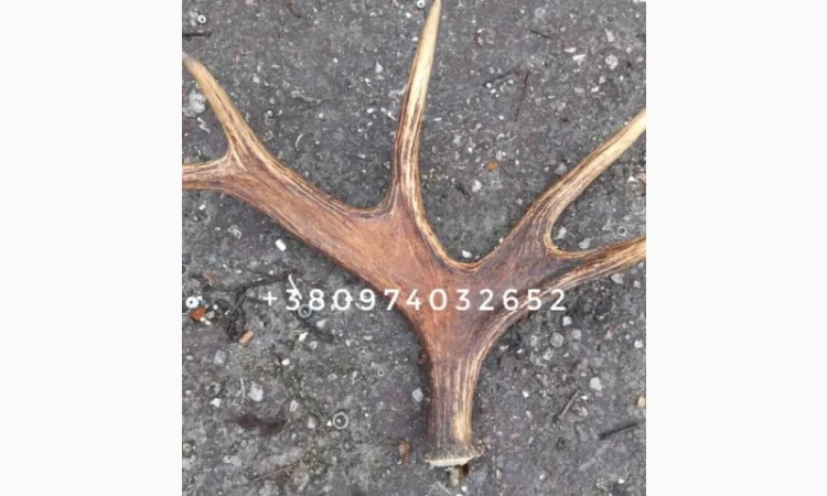 Куплю рога лося - фото № 5