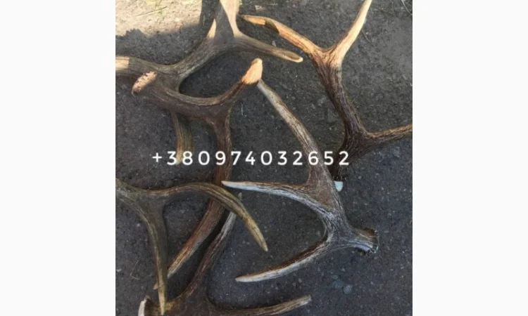 Куплю рога лося - фото № 6