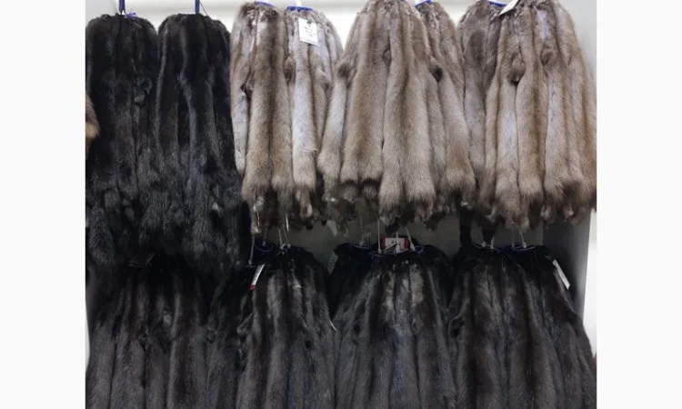 Продам шкуры куницы - фото № 1