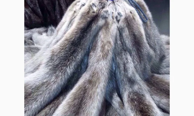 Шкурки соболя - фото № 2