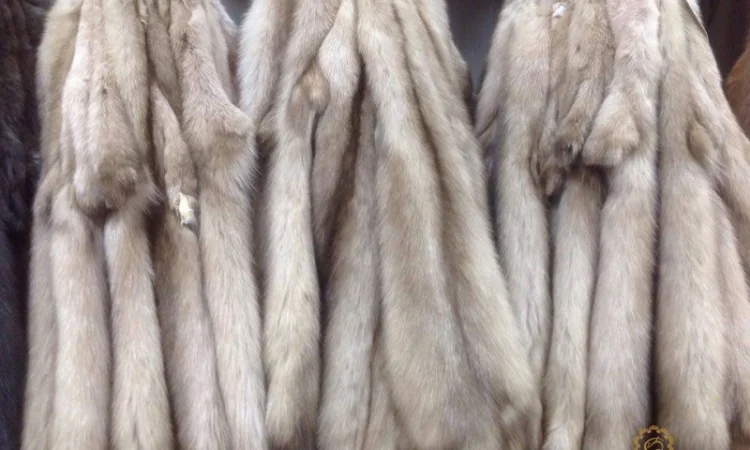 Шкурки соболя - фото № 3