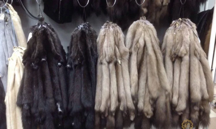 Шкурки соболя - фото № 4