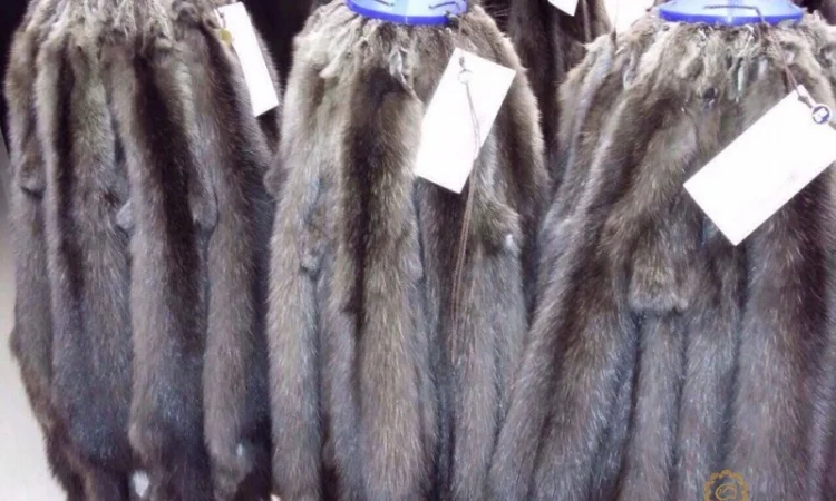 Шкурки соболя - фото № 5
