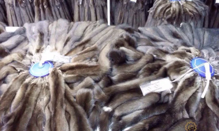 Шкурки соболя - фото № 6