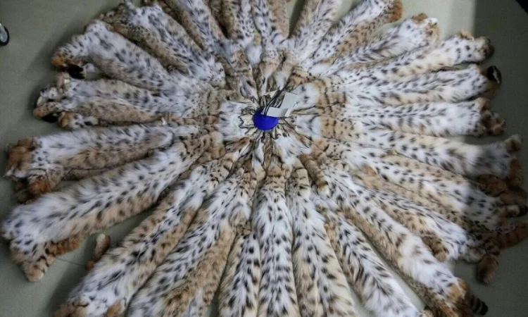 Продам шкуры рыси - фото № 1