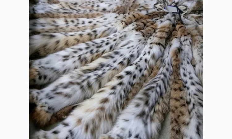 Продам шкуры рыси - фото № 2