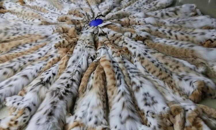 Продам шкуры рыси - фото № 3