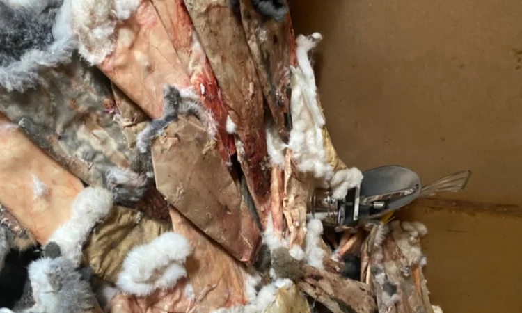 Куплю шкіри кролика - фото № 1