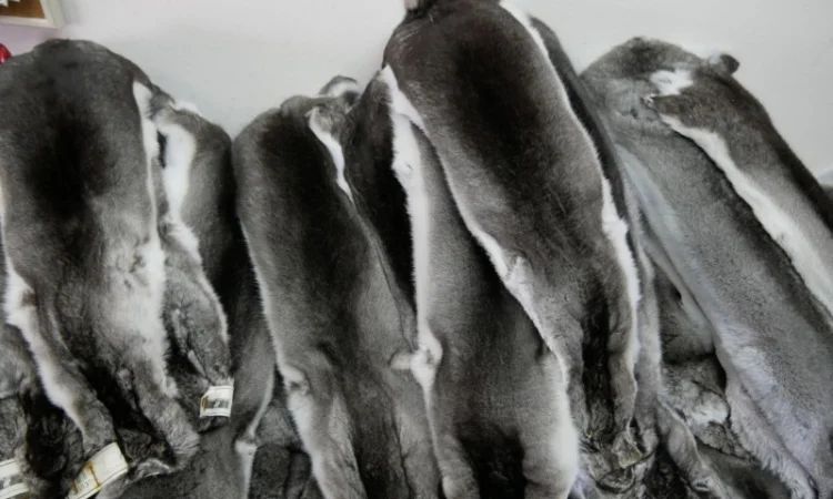 Куплю шкурки шиншил - фото № 1