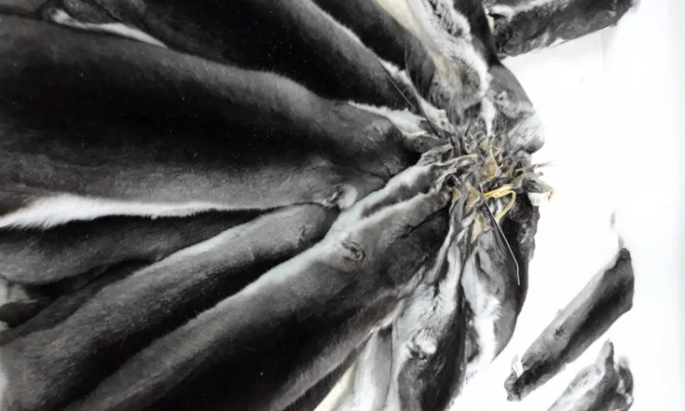 Куплю хутро шиншили - фото № 1