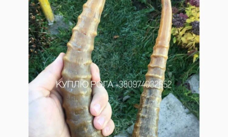 Рога сайгака - фото № 1