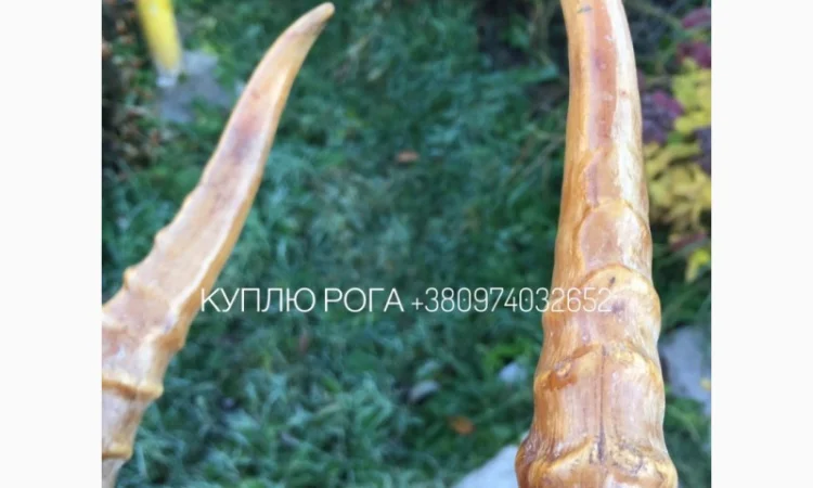 Рога сайгака - фото № 2