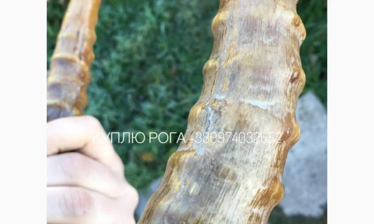 Рога сайгака - фото № 4