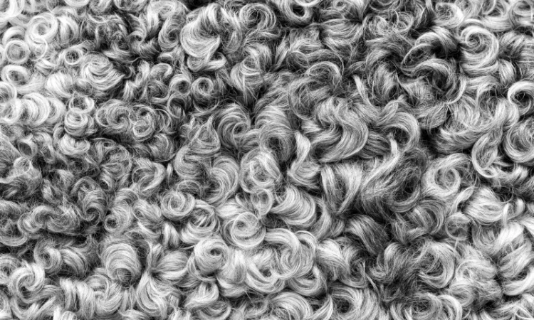 Оптовая продажа овечьей шерсти - фото № 1