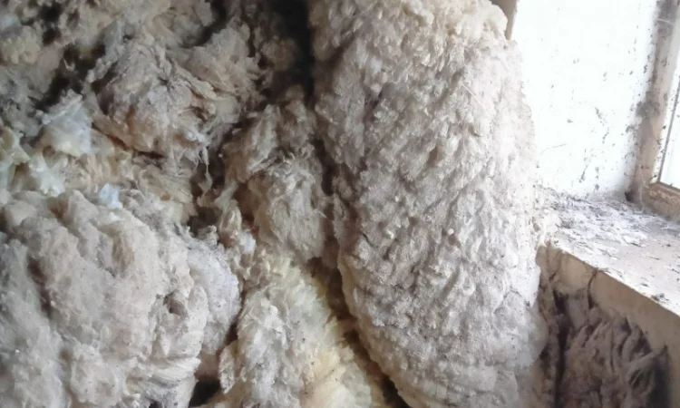 Продам овечью шерсть мереноса и цигая - фото № 1