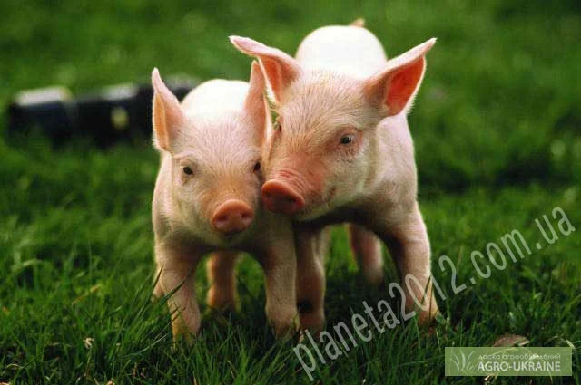 Продаем пробиотические препараты для ВРХ и птицы - фото № 1