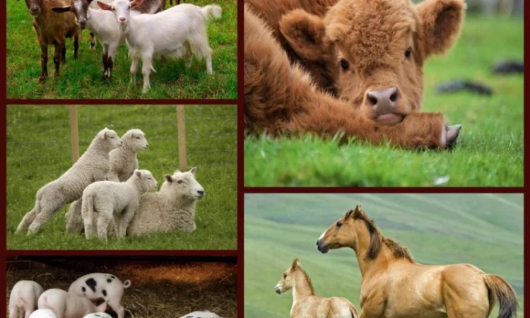 Афлуксид - антидиарейная кормовая добавка - фото № 1