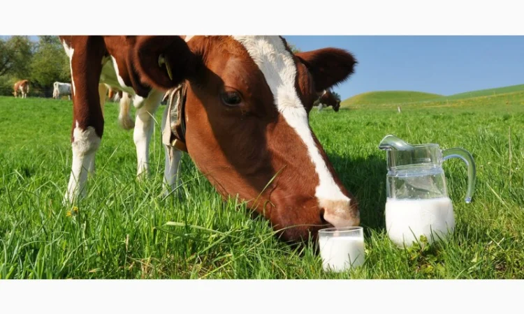 Оптовая реализация коровьего молока - фото № 1