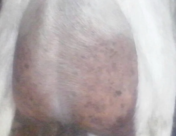 Продам Козье молоко, молозиво, сливки : зааненские породистые козы - фото № 5