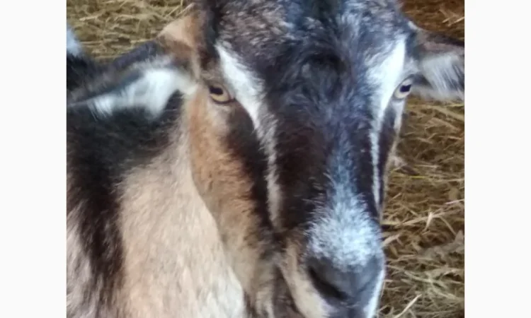 Продам козье молоко - фото № 1