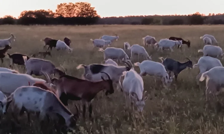 Продам козяче молоко оптом - фото № 1