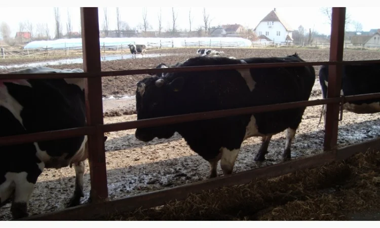 Заменитель цельного молока для телят без сои Литамилк Литва - фото № 1