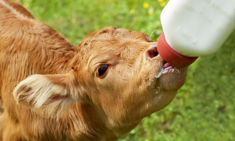 Заменитель обезжиренного молока Супермилк.PL для производства кормов (упаковка 25 кг) - фото № 1