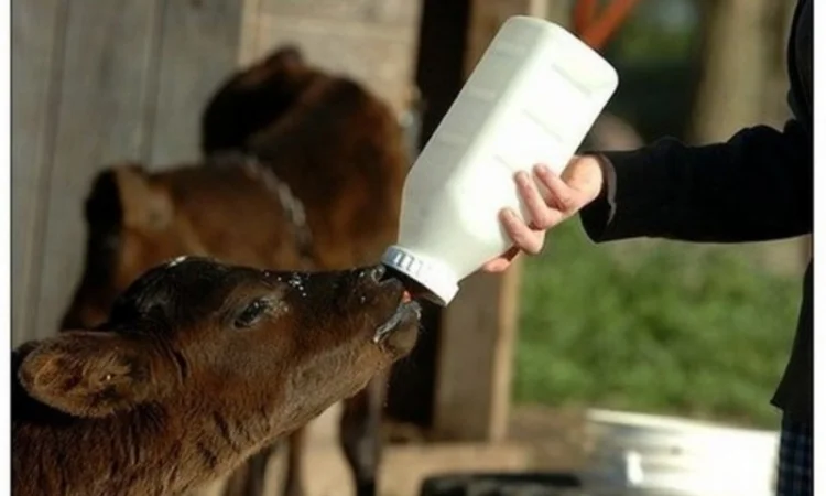 Заменитель цельного молока Dairy Calf с 30 дня (упаковка 25 кг) - фото № 1