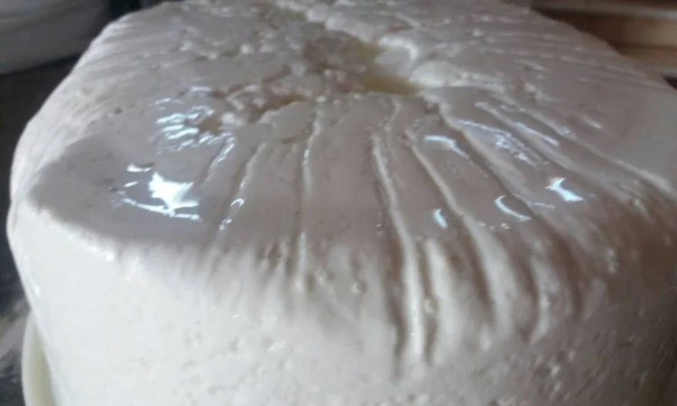 Будз (бринза) овеча - фото № 3